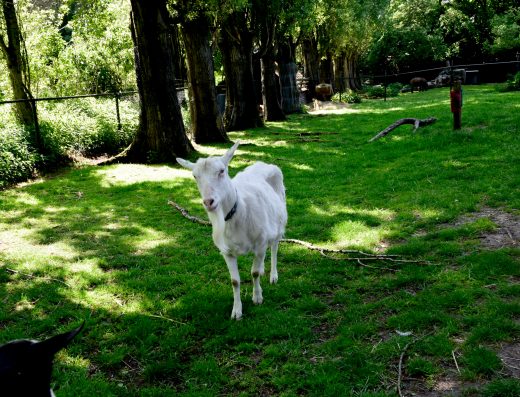 20250430-_DSC0513 Nova