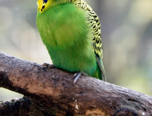 parkiet-staande-foto