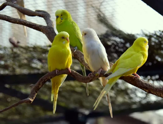 parkieten-liggende-foto